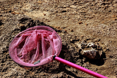 High angle view of pink flower on sand