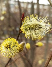 Close-up of yellow flower