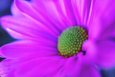 Close-up of pink flower