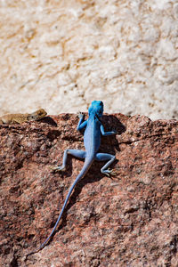 Lizard on rock