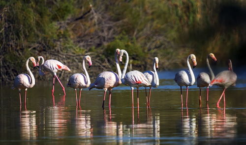 Flock of greater flamingo, phoenicopterus roseus, standing in the pond in camargue, france