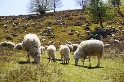 Flock of sheep grazing on field