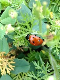 Close-up of ladybug on leaf