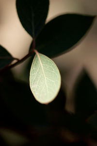 Close-up of plant against blurred background