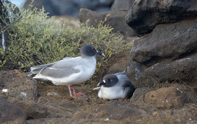 Birds perching on rock