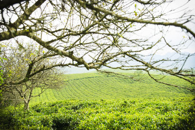 Trees on field against sky