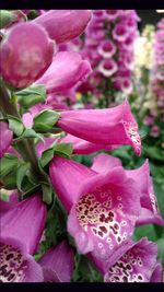 Close-up of pink flowers