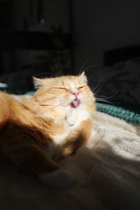 Cat lying on bed at home