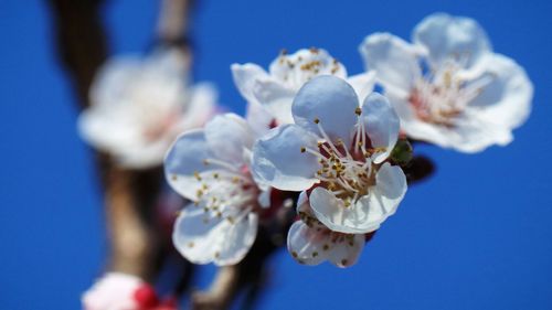Close-up of white flowers blooming against blue sky