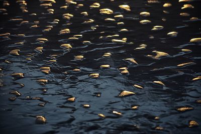 High angle view of fish swimming in lake