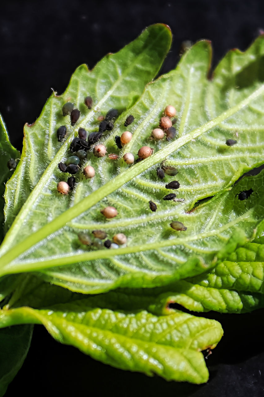 CLOSE-UP OF RAINDROPS ON PLANT LEAVES