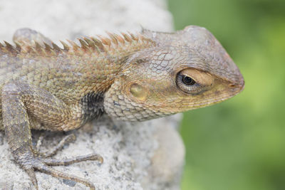 Close-up of a lizard