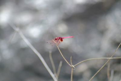 Close-up of insect flying against blurred background