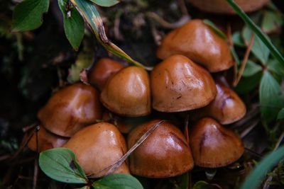Close-up of fruits growing on plant