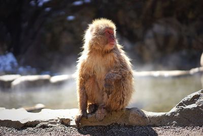Japanese macaque sitting on rock