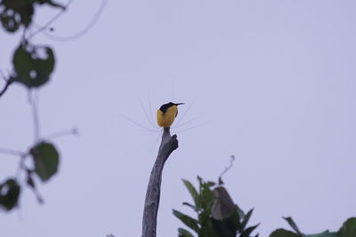 Low angle view of bird perching on branch against sky