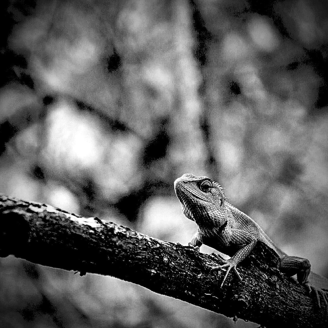 one animal, reptile, animals in the wild, animal themes, animal wildlife, lizard, bearded dragon, no people, day, outdoors, focus on foreground, tree, iguana, nature, close-up, branch, perching, sky