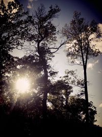 Low angle view of trees against sky