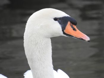 Close-up of swan swimming
