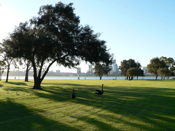 Trees in park