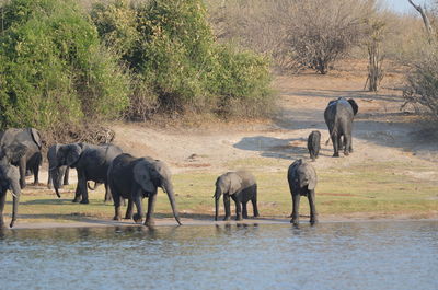 Elephants drinking water