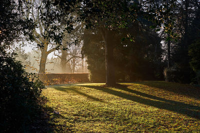 View of trees in park