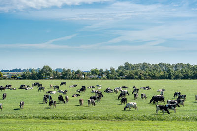Herd of cows on grassy field against sky