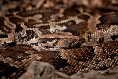 Close-up of snake