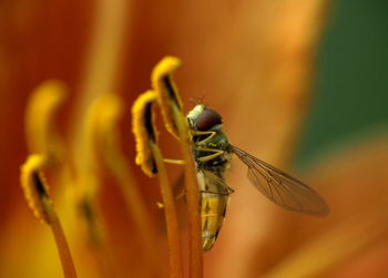 Close-up of insect on flower