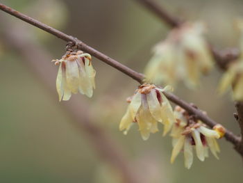 Close-up of cherry blossom on branch