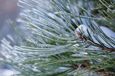 Close-up of icicles on pine tree needles 