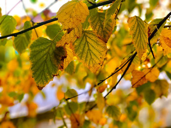 Close-up of leaves on tree during autumn