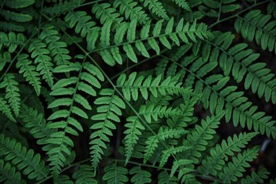 Full frame shot of fern leaves