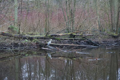 Scenic view of lake in forest