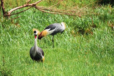 A couple of crowned cranes in the wild at nairobi national park in kenya