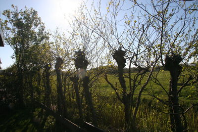 Low angle view of trees against sky