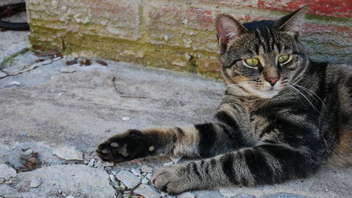 Portrait of a cat resting