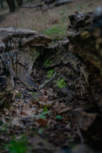 High angle view of trees on field in forest