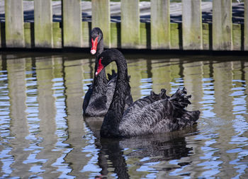 Swan swimming in lake