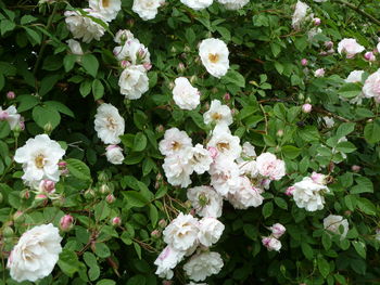 White flowers blooming in spring