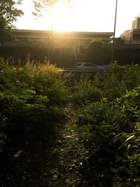 Plants growing on field against sky during sunset