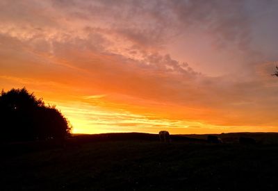 Silhouette of grazing on field against orange sky