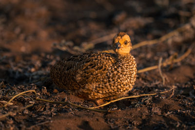 Close-up of bird