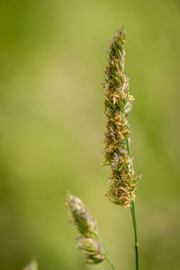 Close-up of insect on plant