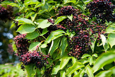 Close-up of berries growing on plant