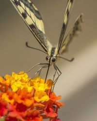 Close-up of butterfly on flower