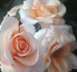 Close-up of rose