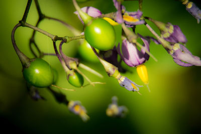 Close-up of fruits growing on tree