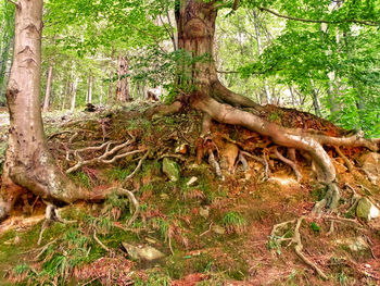 Tree roots on field