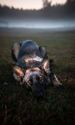 Portrait of dog relaxing on field